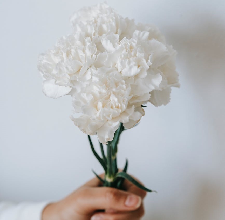  Blue and white carnations flower symbolism